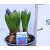 Jácint válogatás Hyacinthus mix 3pp 12 cm cserép