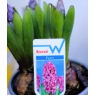 Jácint válogatás Hyacinthus mix 3pp 12 cm cserép