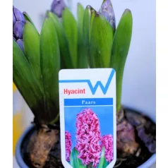 Jácint válogatás Hyacinthus mix 3pp 12 cm cserép