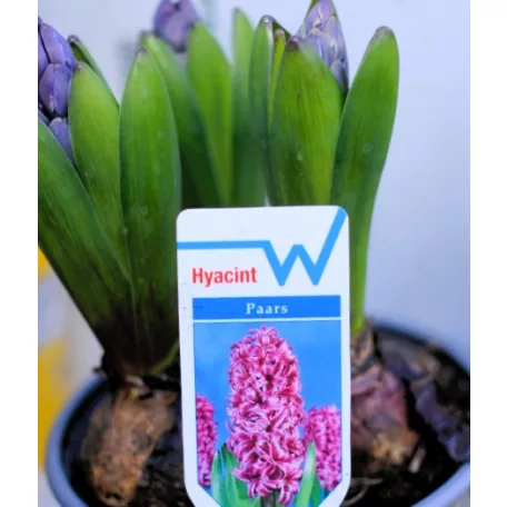 Jácint válogatás Hyacinthus mix 3pp 12 cm cserép