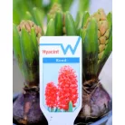 Jácint válogatás Hyacinthus mix 3pp 12 cm cserép