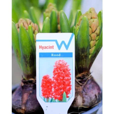Jácint válogatás Hyacinthus mix 3pp 12 cm cserép