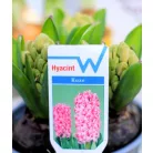 Jácint válogatás Hyacinthus mix 3pp 12 cm cserép