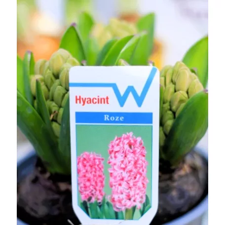 Jácint válogatás Hyacinthus mix 3pp 12 cm cserép