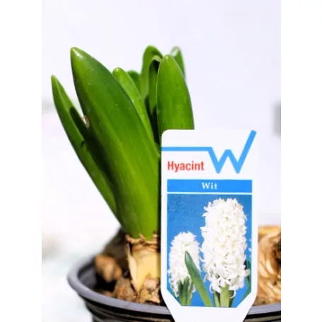 Jácint válogatás Hyacinthus mix 3pp 12 cm cserép