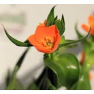 Betlehem csillaga / Sárma Ornithogalum dubium 3+ 12 cm cserép