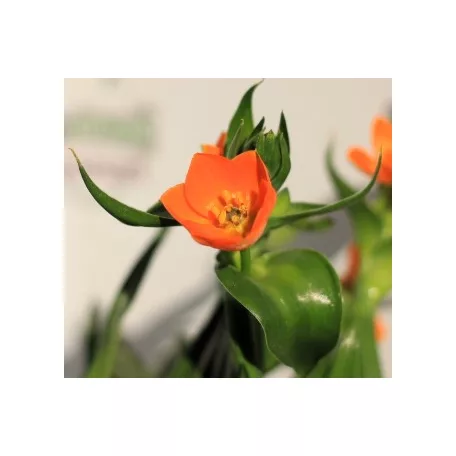 Betlehem csillaga / Sárma Ornithogalum dubium 3+ 12 cm cserép