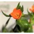 Betlehem csillaga / Sárma Ornithogalum dubium 3+ 12 cm cserép