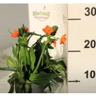 Betlehem csillaga / Sárma Ornithogalum dubium 3+ 12 cm cserép