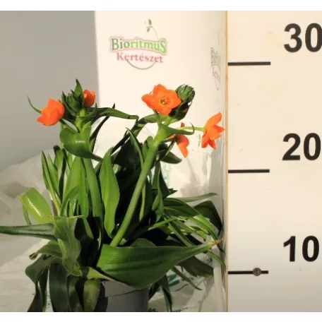 Betlehem csillaga / Sárma Ornithogalum dubium 3+ 12 cm cserép