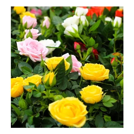 Törpe rózsa Rosa beau monde mix 10 cm cserép