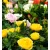 Törpe rózsa Rosa beau monde mix 10 cm cserép
