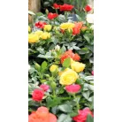 Törpe rózsa Rosa beau monde mix 10 cm cserép