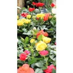 Törpe rózsa Rosa beau monde mix 10 cm cserép