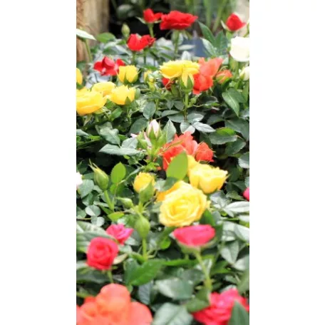 Törpe rózsa Rosa beau monde mix 10 cm cserép