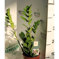 Agglegénypálma Zamioculcas 3+ 14 cm cserép