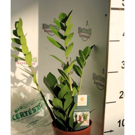 Agglegénypálma Zamioculcas 3+ 14 cm cserép
