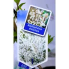 Koreai hócserje Abeliophyllum distichum P17