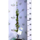 Koreai hócserje Abeliophyllum distichum P17