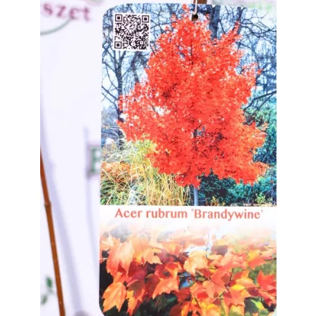 Vörös juhar Acer rubrum Brandywine C7