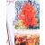 Vörös juhar Acer rubrum Brandywine C7
