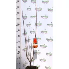 Vörös juhar Acer rubrum Brandywine C7