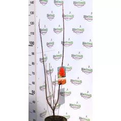 Vörös juhar Acer rubrum Brandywine C7