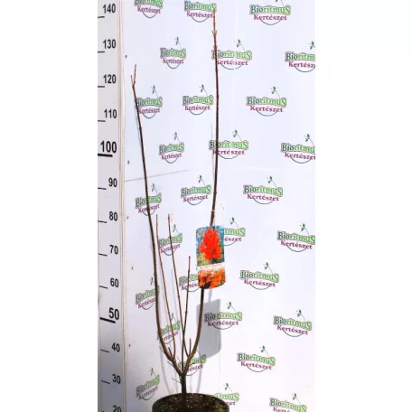 Vörös juhar Acer rubrum Brandywine C7