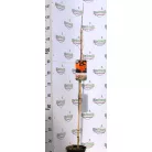 Vörös juhar Acer rubrum Sun Valley C3
