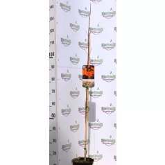Vörös juhar Acer rubrum Sun Valley C3