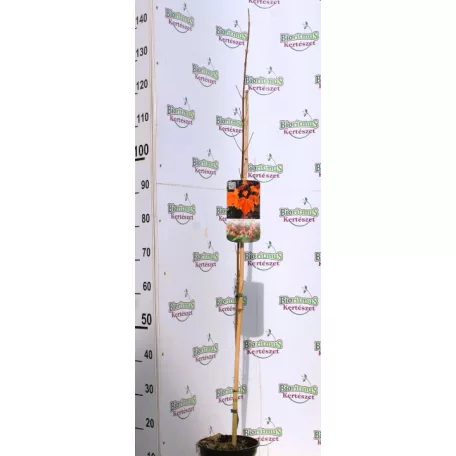 Vörös juhar Acer rubrum Sun Valley C3