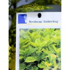 Japán babérsom, márványos Aucuba jap. Golden King P17