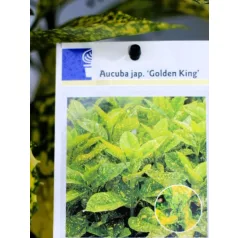 Japán babérsom, márványos Aucuba jap. Golden King P17