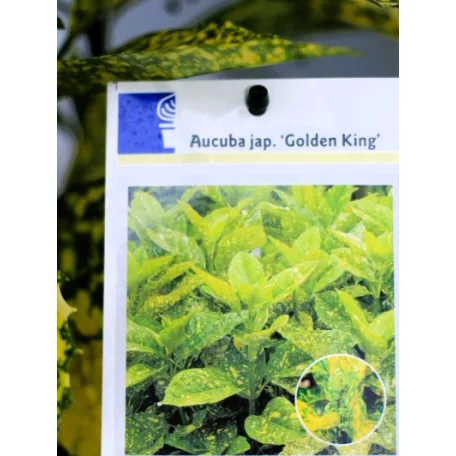 Japán babérsom, márványos Aucuba jap. Golden King P17