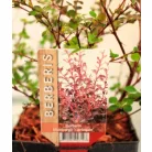Japán borbolya Berberis thunbergii Harlequin C2,5