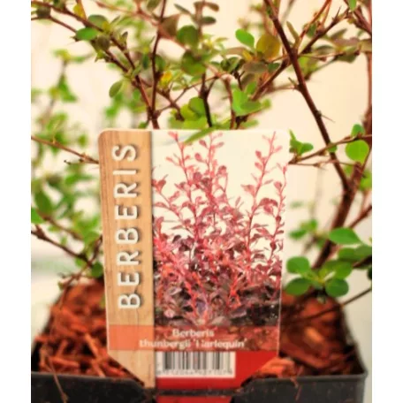 Japán borbolya Berberis thunbergii Harlequin C2,5