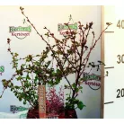 Japán borbolya Berberis thunbergii Harlequin C2,5
