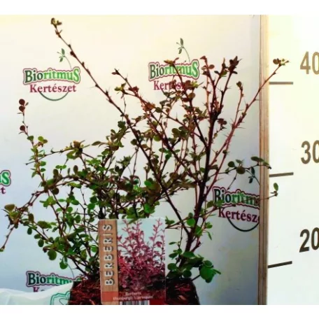 Japán borbolya Berberis thunbergii Harlequin C2,5