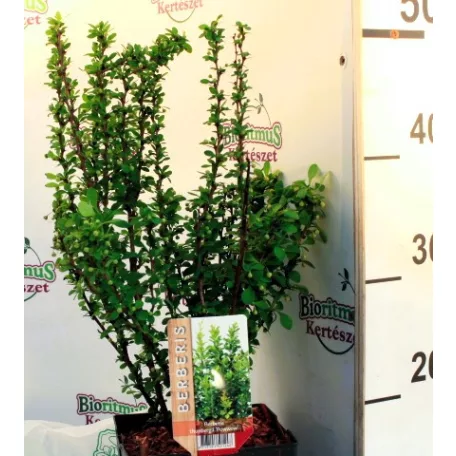 Japán borbolya Berberis thunbergii Powwow C2,5