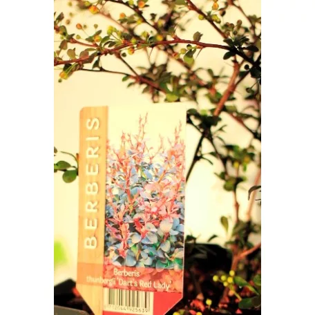 Japán borbolya Berberis thunbergii Darts Red Lady C2,5