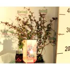 Japán borbolya Berberis thunbergii Darts Red Lady C2,5