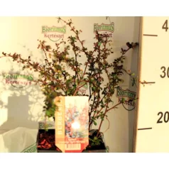 Japán borbolya Berberis thunbergii Darts Red Lady C2,5