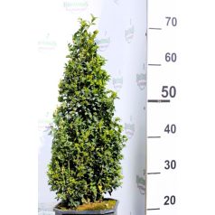 Puszpáng, kúp alakú Buxus sempervirens V5