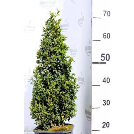Puszpáng, kúp alakú Buxus sempervirens V5