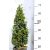 Puszpáng, kúp alakú Buxus sempervirens V5