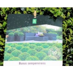Puszpáng, gömb alakú Buxus sempervirens P26