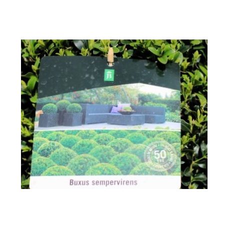 Puszpáng, gömb alakú Buxus sempervirens P26