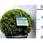 Puszpáng, gömb alakú Buxus sempervirens P26