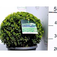 Puszpáng, gömb alakú Buxus sempervirens P26