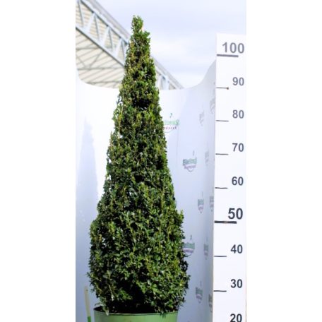Puszpáng, kúp alakú Buxus sempervirens P27